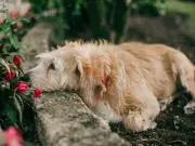 Monty Don's garden safety tips for UK's 15 million dog owners