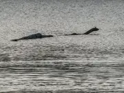 Morag: Scotland's other mysterious loch monster