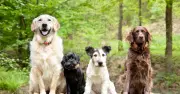Most Expensive Dog Breeds of 2026 Revealed in New Report