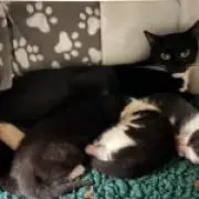 Mother cat and kittens rescued from 45°C boiler room in London