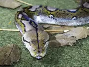 Mother Found Dead Inside 20-Foot Python in Indonesia