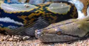 Mother Swallowed Whole by Python After Market Trip