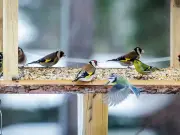Move bird feeder to deter big birds, RSPCA advises