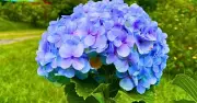 Mulch Hydrangeas in August to Keep Blooms Blooming Longer, Expert Says