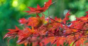 Mulch Japanese maples to protect roots from summer heat