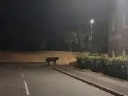 Mum claims she photographed panther prowling Northampton estate