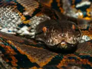 Mum of Four Found Swallowed Whole by Python on Way to Market