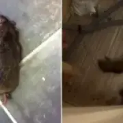 Mum says family living in fear as rats flood kitchen in Peabody flat