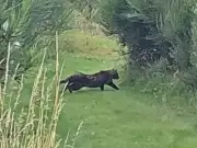 Mystery Labrador-sized 'big cat' filmed near Scottish fishing lake