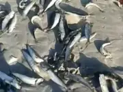 Mystery virus found in thousands of dead fish on South African beaches