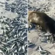 Mystery Virus Kills Thousands of Fish on South African Beaches