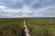 National Trust rewetting scheme on Holcombe Moor boosts wildlife and cuts flood risk