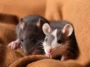 Natural £1.20 Kitchen Staple That Repels Rats From Your Home