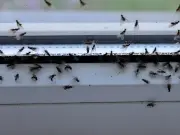 Natural 4-Ingredient Fly Repellent DIY Hack for Summer