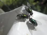 Natural 4-Ingredient Fly Repellent for a Chemical-Free Summer