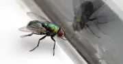 Natural 4-ingredient fly repellent for summer homes