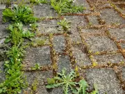 Natural Hack Kills Patio Weeds in 3 Days with Boiling Water