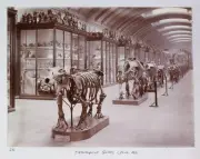 Natural History Museum to reopen hidden gallery after 80 years