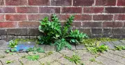 Natural Homemade Spray Banishes Patio Weeds