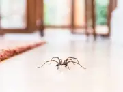 Natural spider deterrent stops insects entering home during mating season