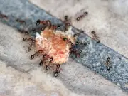 Natural Vinegar Spray Banishes Ants in 30 Minutes