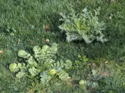 Natural weed removal: digging beats vinegar, says expert