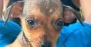 Nearly 250 dogs rescued from Kentucky hoarding site