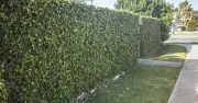 Neighbour cut down a shared tree? Know your legal rights