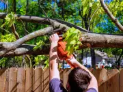 Neighbour cuts down tree over fence: legal rights explained
