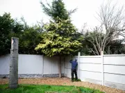 Neighbour cuts tree without permission in boundary dispute