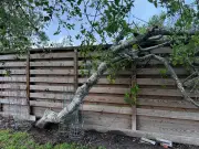 Neighbour tree overhang: your legal rights on branches and damage