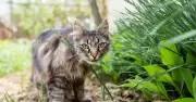 Neighbour's cat pooing in your garden? Legal experts explain your rights