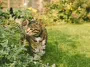 Neighbour's cat pooing in your garden? Your legal rights explained