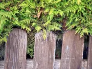 Neighbour's tree crossing your property: legal rights explained
