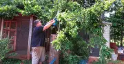 Neighbour's tree overhanging your garden? Legal rights explained