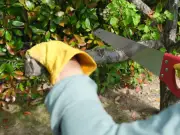 Neighbour's Tree Overhanging? Your Legal Rights Explained
