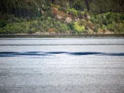 Nessie Hunter Captures Two Giant Beasts Submerging on Loch Ness Webcam