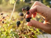 Never pick blackberries in these places to avoid 'contamination'