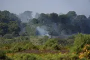 New Forest heathland blaze 'devastating' for rare species