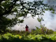 New Forest wildfire devastates rare heathland habitat