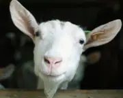 New Goat Puzzle Baffles Puzzledom Fans Worldwide