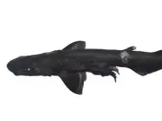 New 'shadow shark' species discovered in Indian Ocean depths