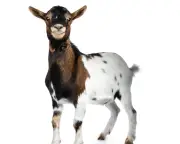 New twist on Monty Hall: when sticking beats switching