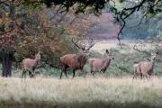 New warning over feeding deer in Richmond Park