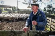 New Zealand's wool industry stages a comeback after decades of decline