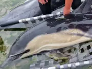 Nine dolphins dead and 12 rescued in Kerry stranding