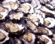 NSW oyster farm loses 400,000 oysters worth $350k in theft