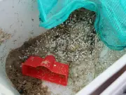 Nurdle clean-up 'race against time' as spring tide nears