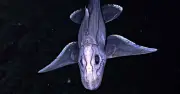Ocean survey reveals 1,121 new marine species in a year