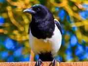 Old CDs: The Humane Way to Deter Magpies from Your Garden Bird Feeders